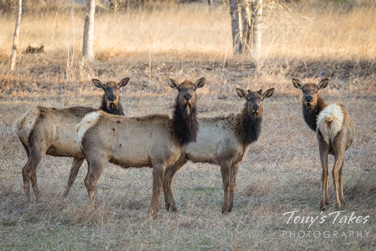 Tony's Takes tweet media