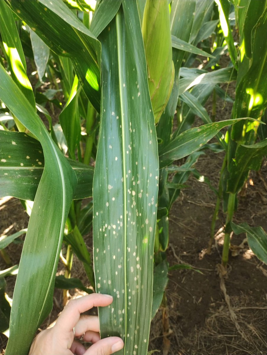 Gustavo Lupi tweet media