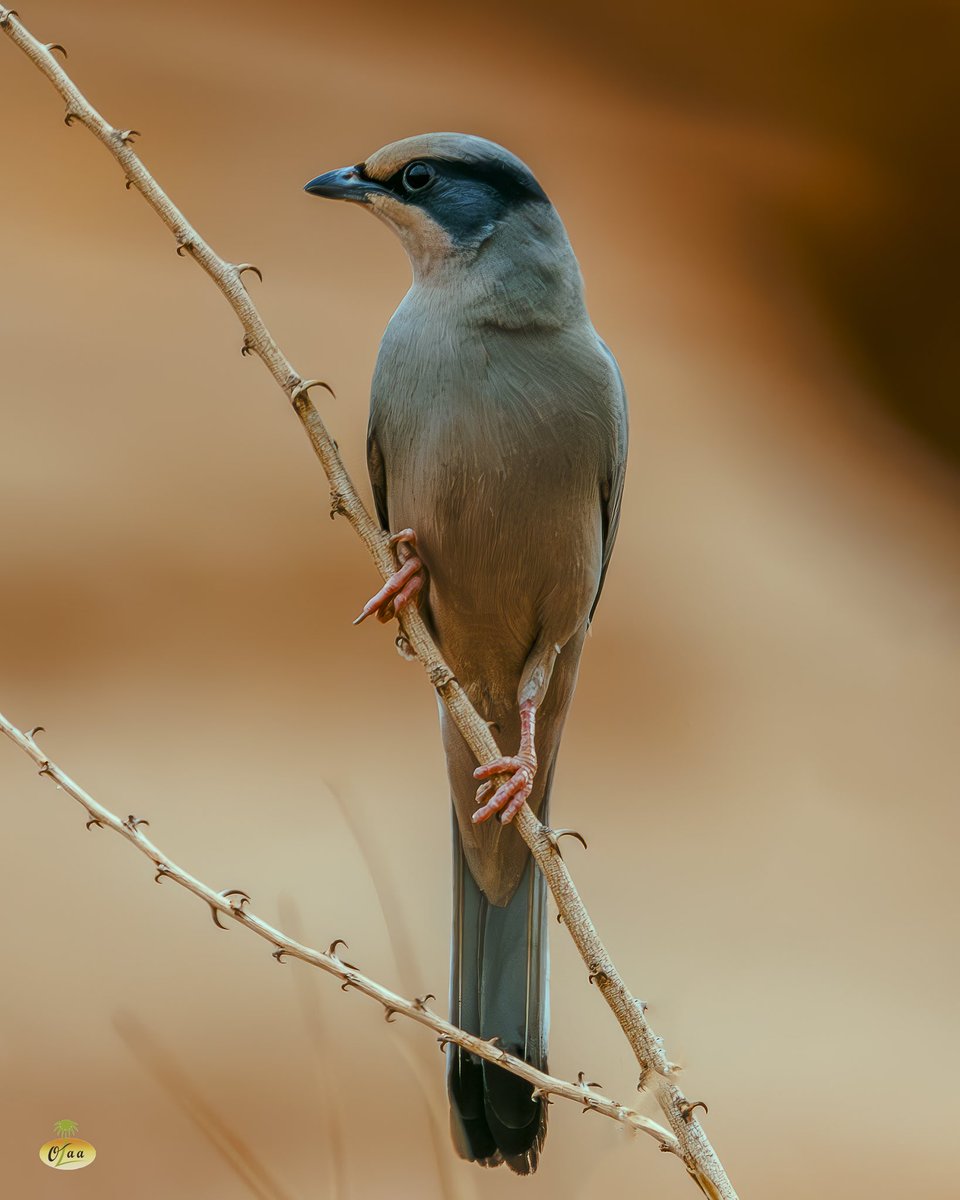 محمد بن أحمد الفريدي tweet media