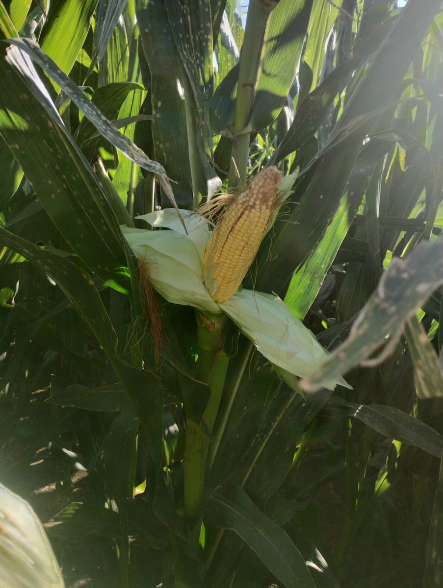 Gustavo Lupi tweet media