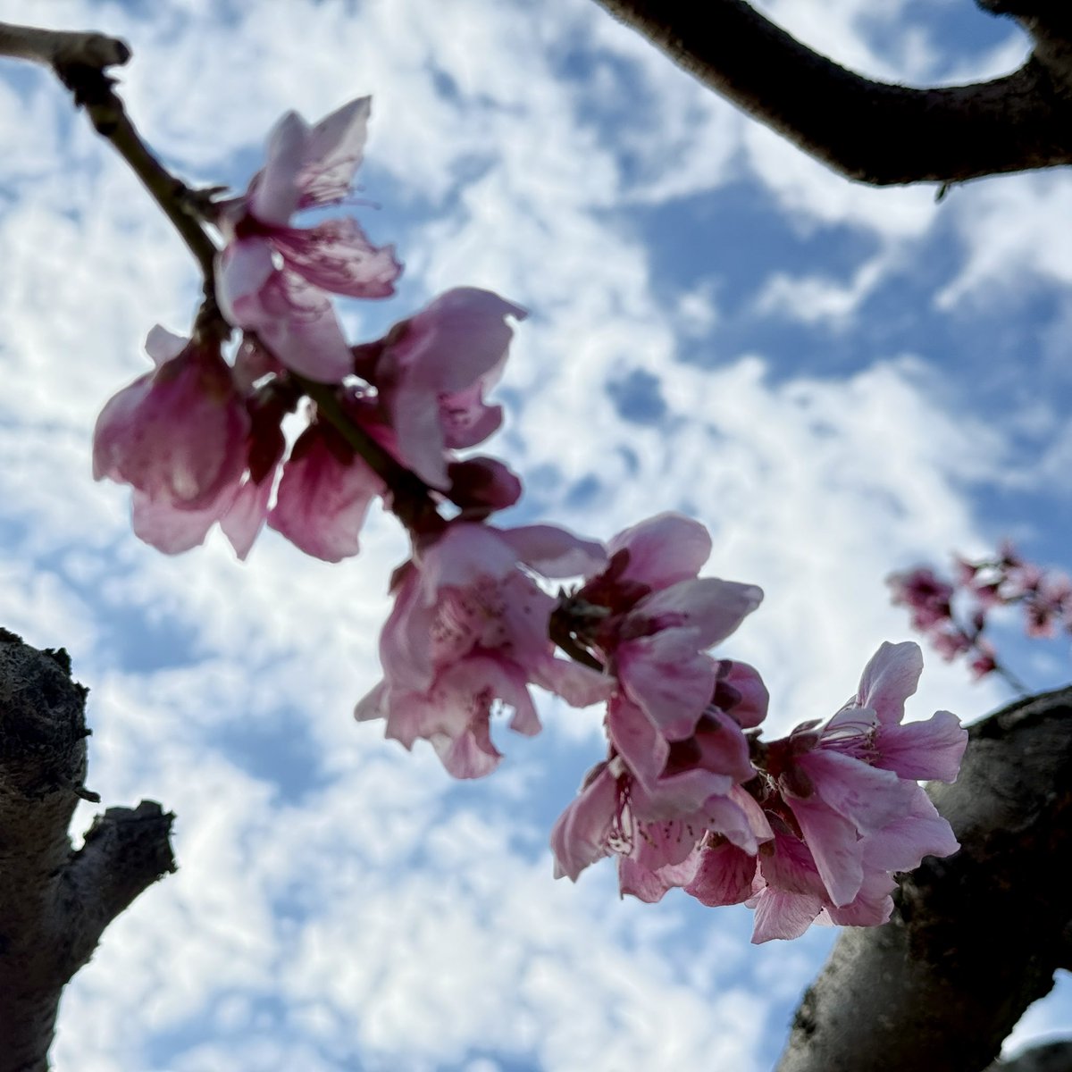 Obstacle tweet media