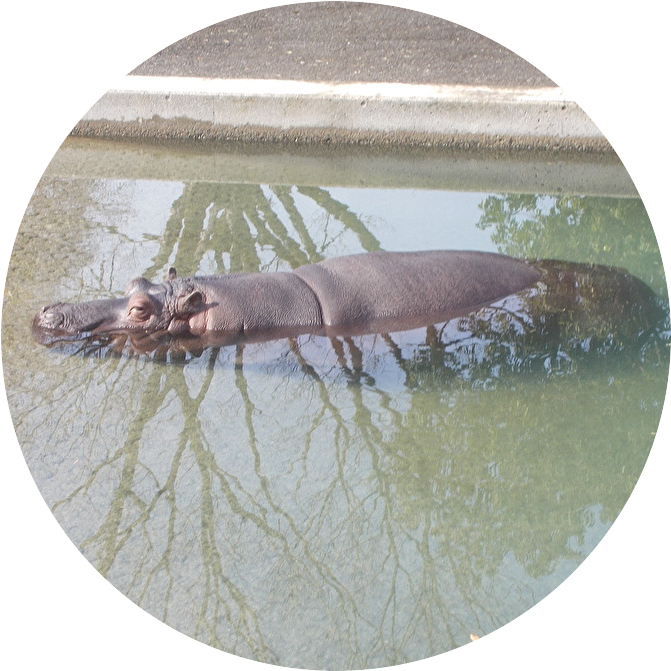 ランサー tweet media