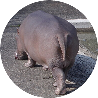 ランサー tweet media