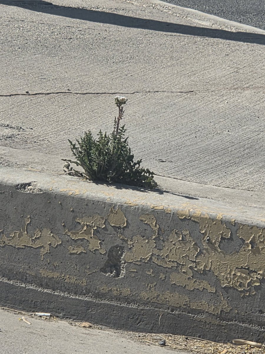 CyberHongo 💊💿 tweet media