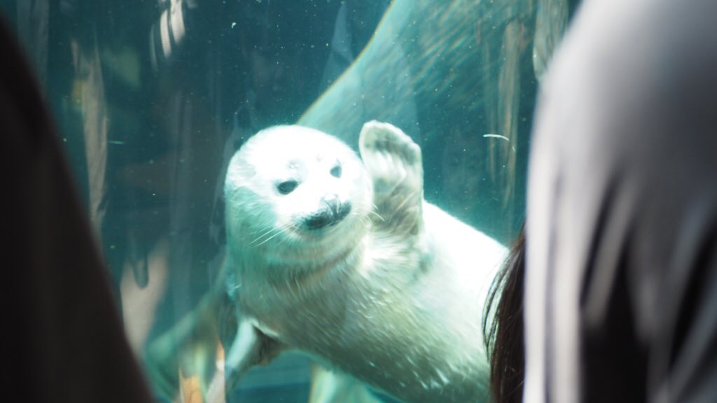 旭山動物園東門 tweet media