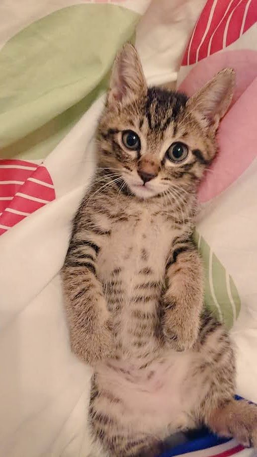 chichinanko保護猫を家族に🌿里親詐欺・虐待から動物たちを守りたい tweet media