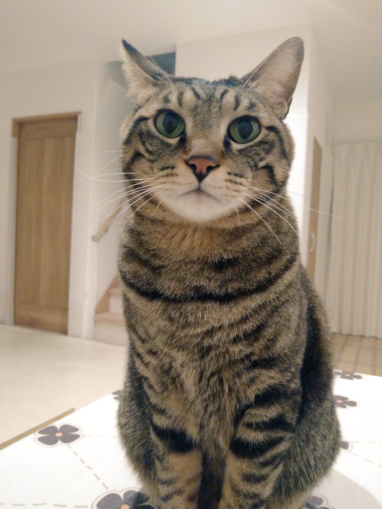 chichinanko保護猫を家族に🌿里親詐欺・虐待から動物たちを守りたい tweet media