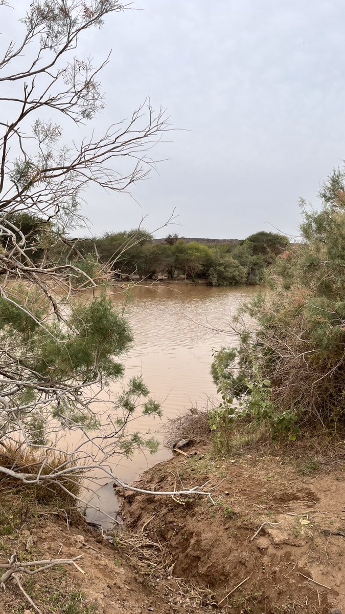 الكاتبة سعدى tweet media