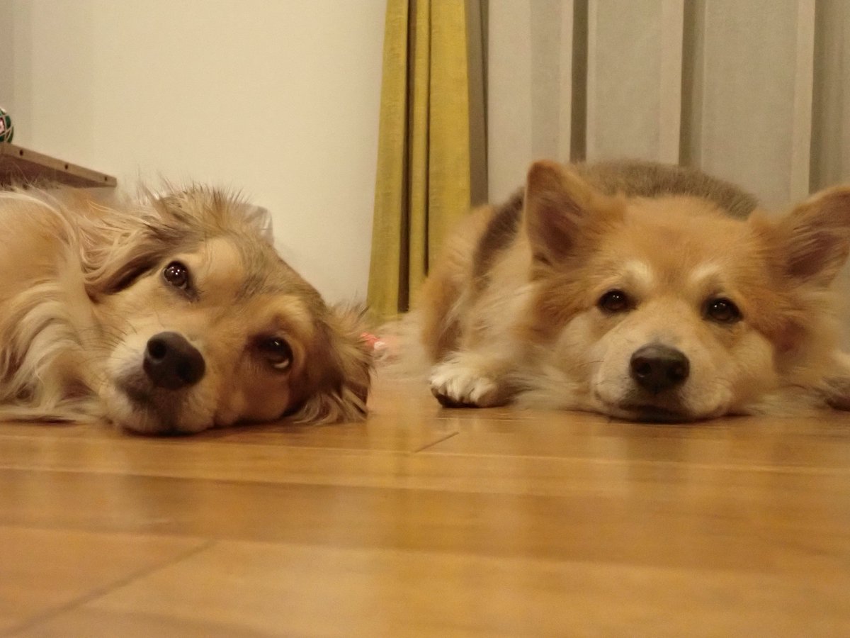 もなかとキャラメル tweet media