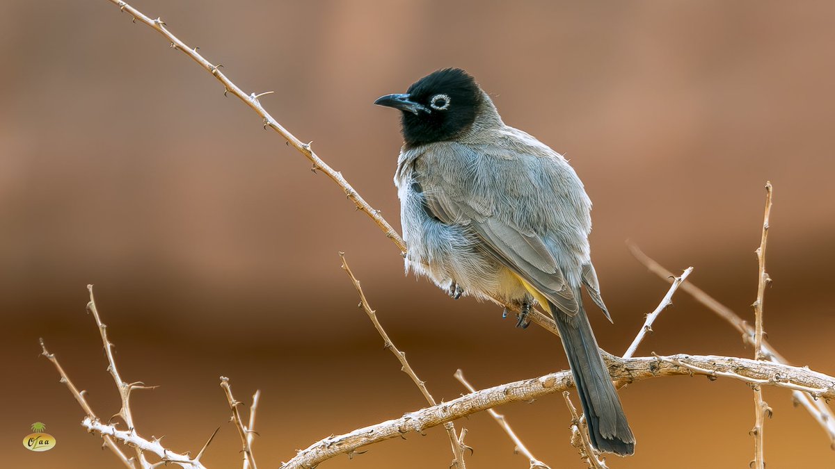 محمد بن أحمد الفريدي tweet media