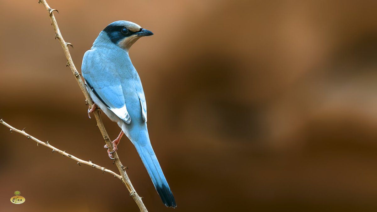 محمد بن أحمد الفريدي tweet media