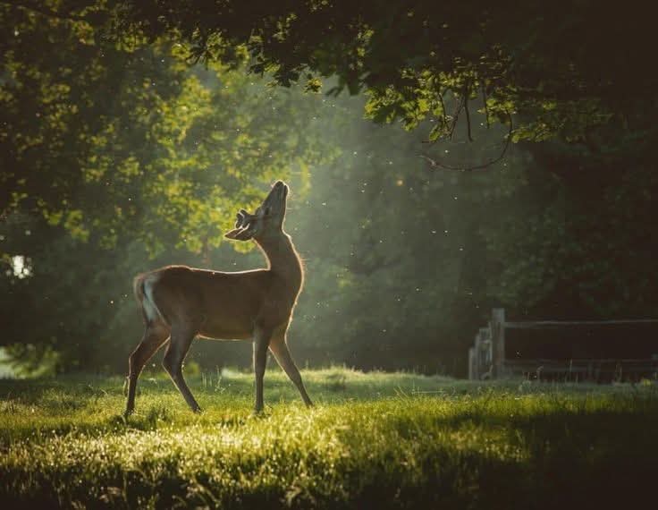 ‏♛زٍهےـِرةّ ٱلَجَےـنٌےـوٌبّےـ ـ♛ tweet media