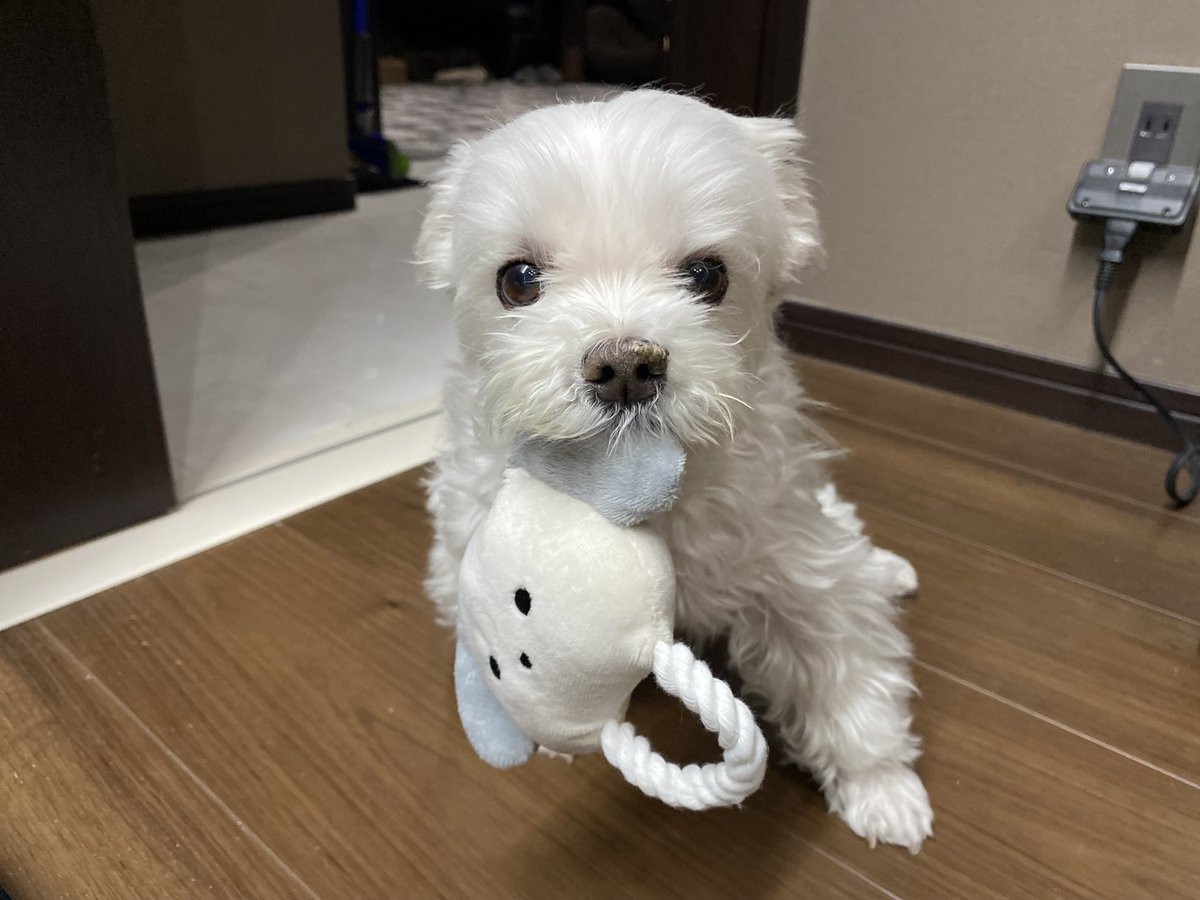 マルチーズのナナ tweet media