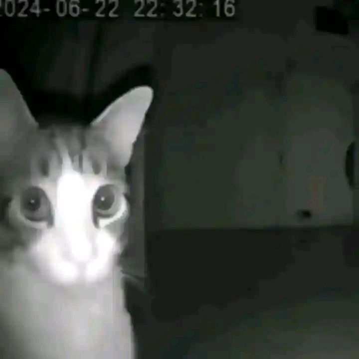 Encuentra las diferencias