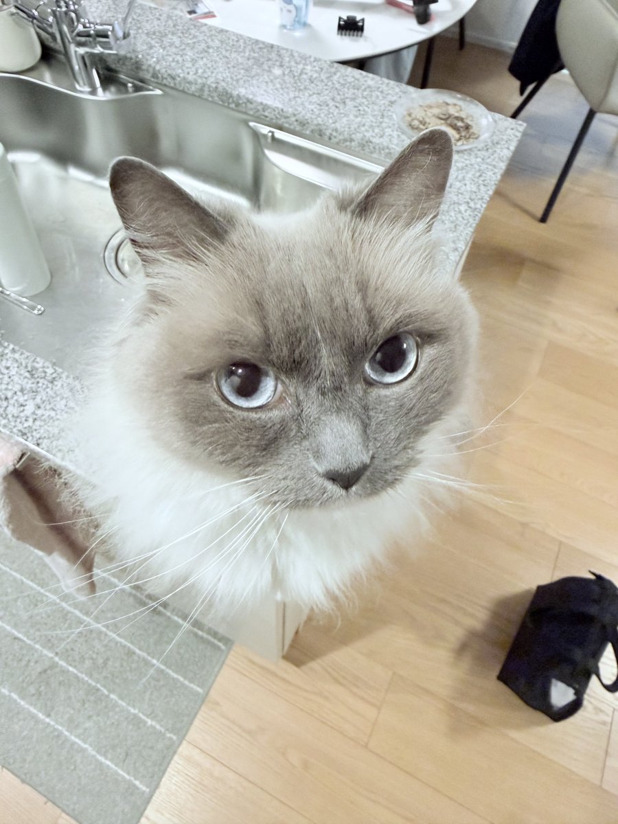 🐱ぽもち🐱 tweet media