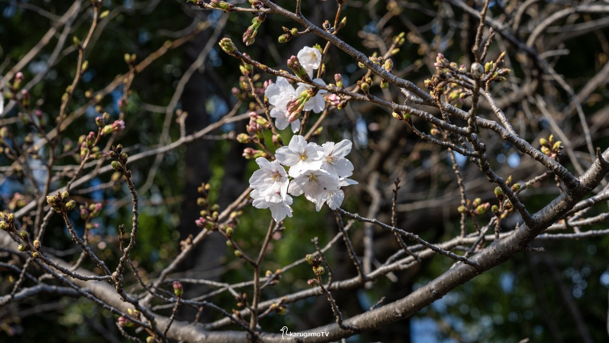 karugamoTV / カルガモの人 tweet media