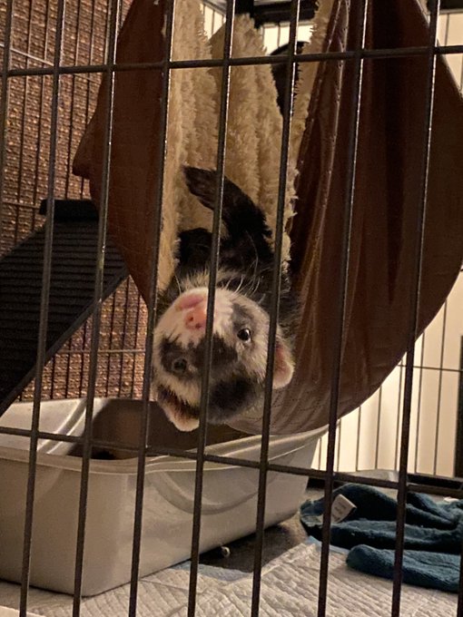 Ferret Every Hour (@ferretperhour) on Twitter photo 