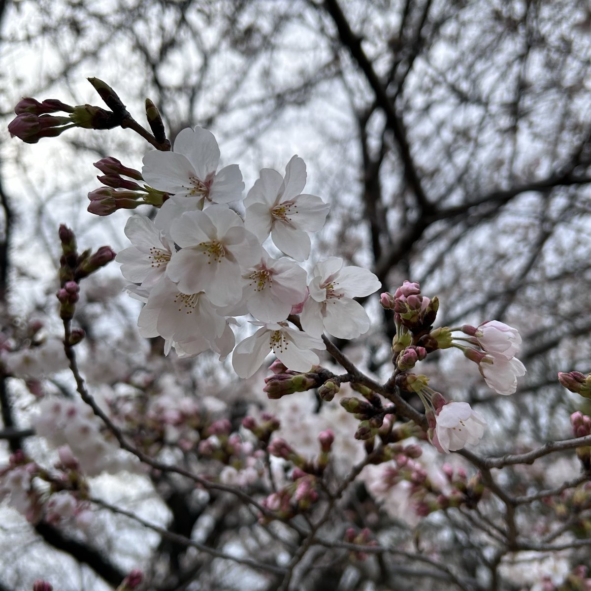 やる人（仮） tweet media