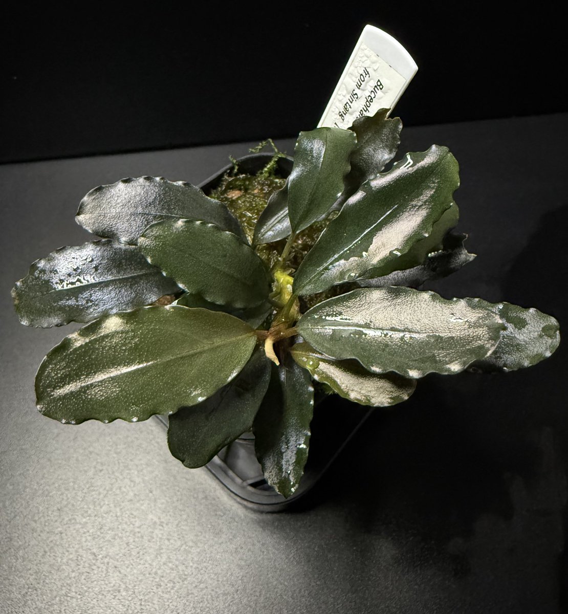 nibeya_plants's tweet photo. Bucepharandra sp."Sintang-1DS"
from Sintang 【HW0220-03】
少し導入に躓きましたがなんとか元気にやってます😂
購入時のあの葉色はなかなか出なくて悔しいです😫
あの色で葉数揃えられたらかなりかっこいいだろうな〜。
気長に頑張ろ。
#Bucepharandra
#ブセファランドラ https://t.co/W0IT2XpKPu
