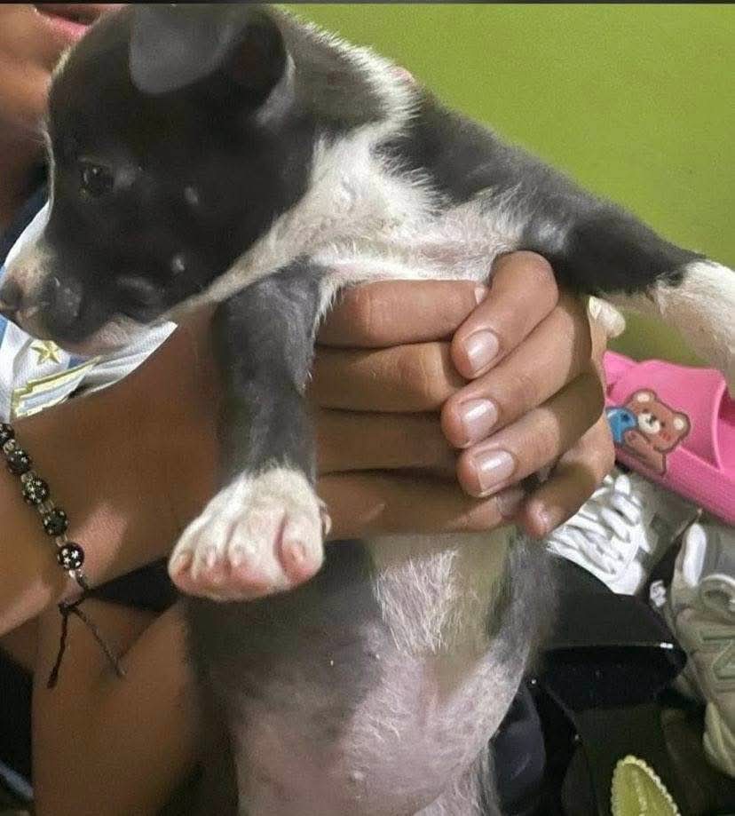 Lyss 🇸🇻 tweet media