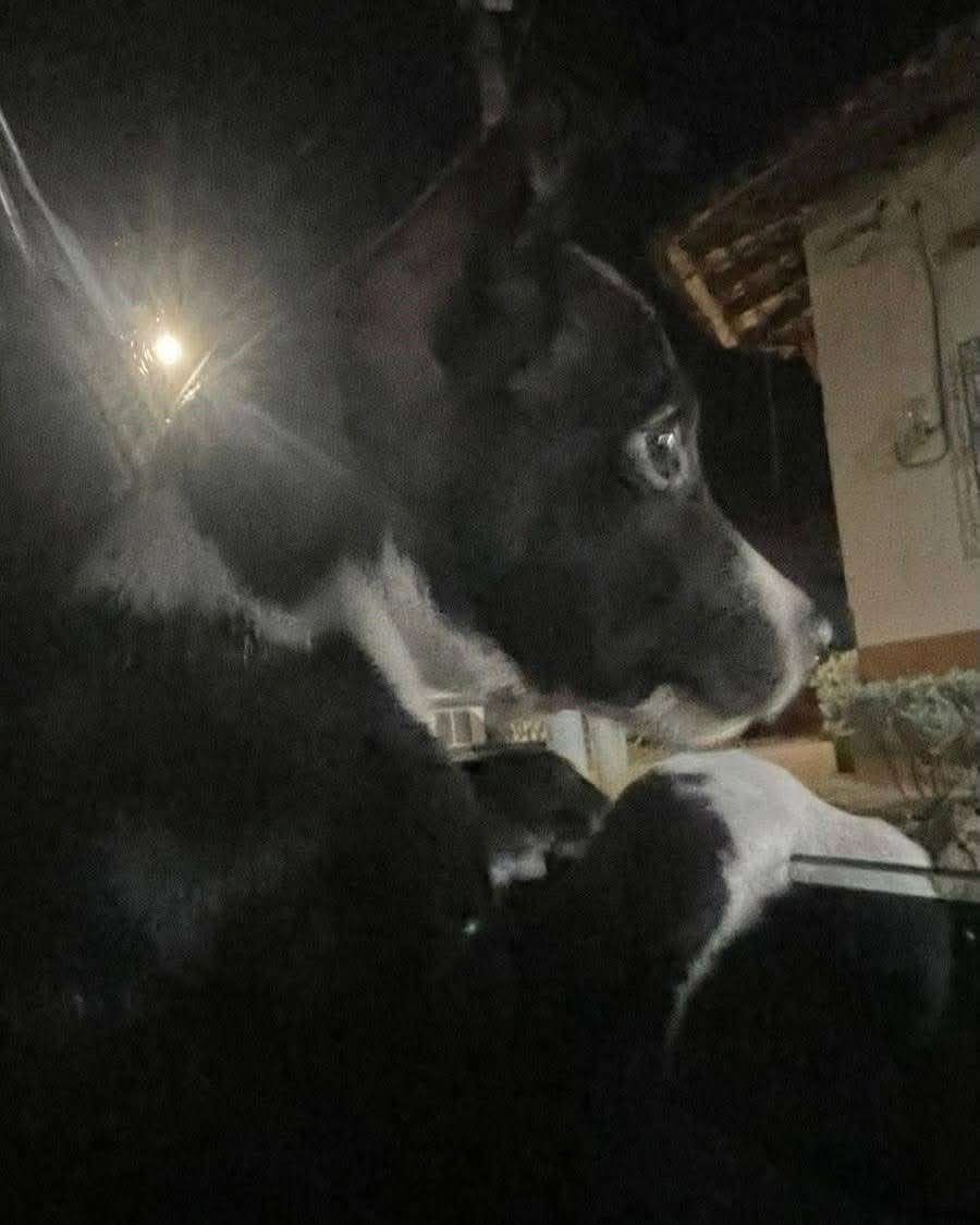 Lyss 🇸🇻 tweet media