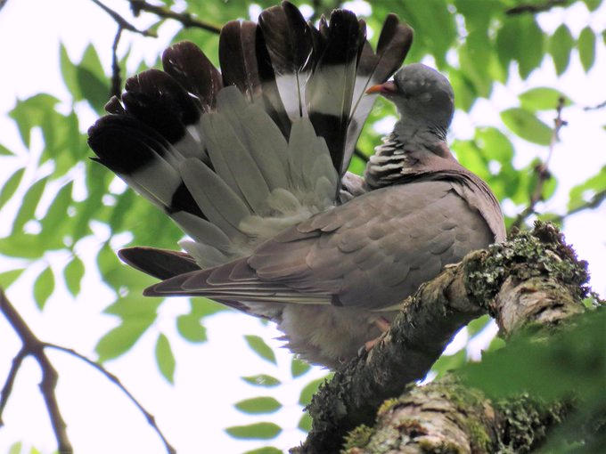 a_london_pigeon's tweet image. From a defunct account ..  
Woodpigeon preening its feathers 
#Cardiff #June2017 
📷  Wendy Mitchell.
