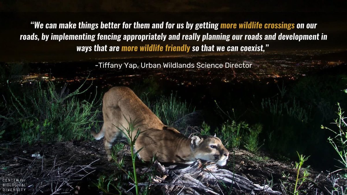 ATWAofficial's tweet photo. Tragic news: Three California mountain lions have been killed by vehicle strikes within just six months — all on the same highway.
 
The fatalities include a mother, who left behind two orphaned cubs, and just months later, one of those cubs. https://t.co/995y5da446