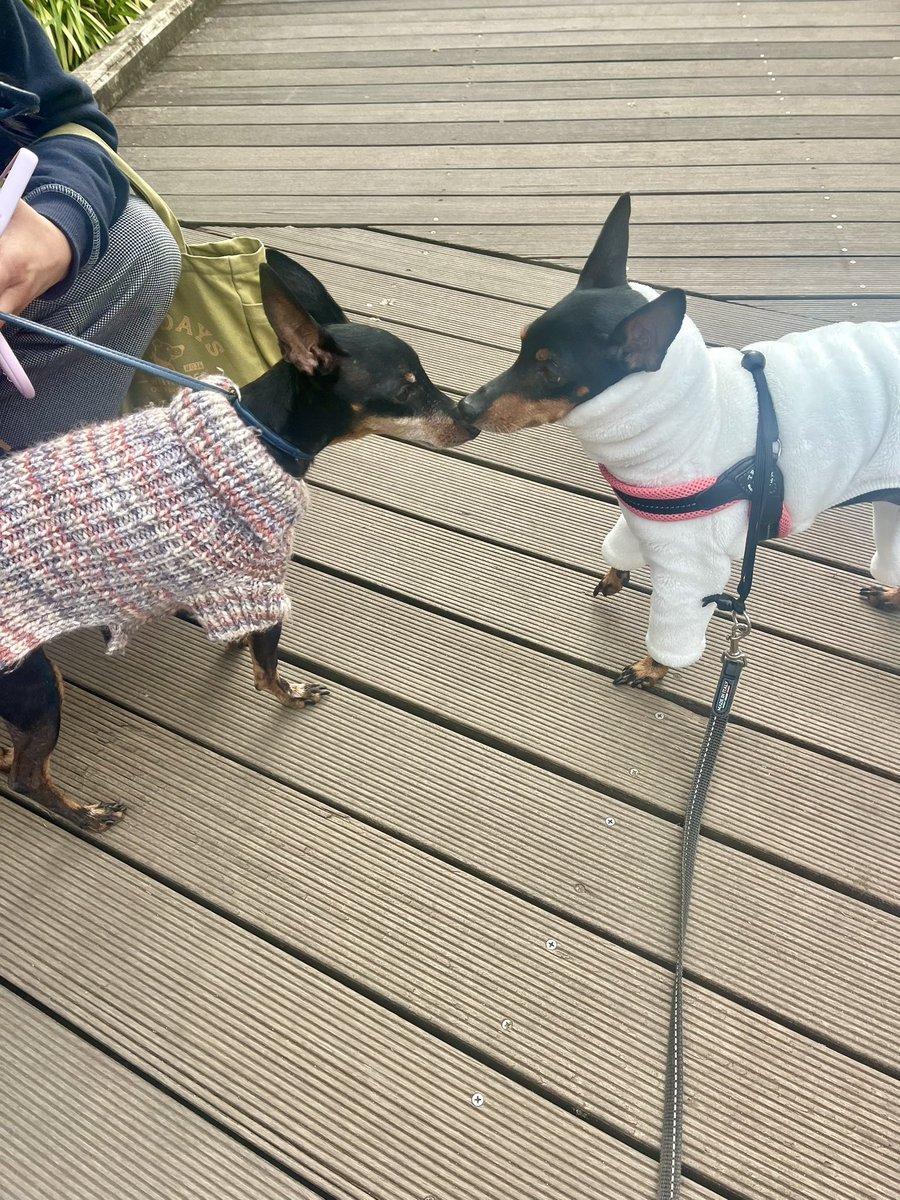 wintergreen tweet media