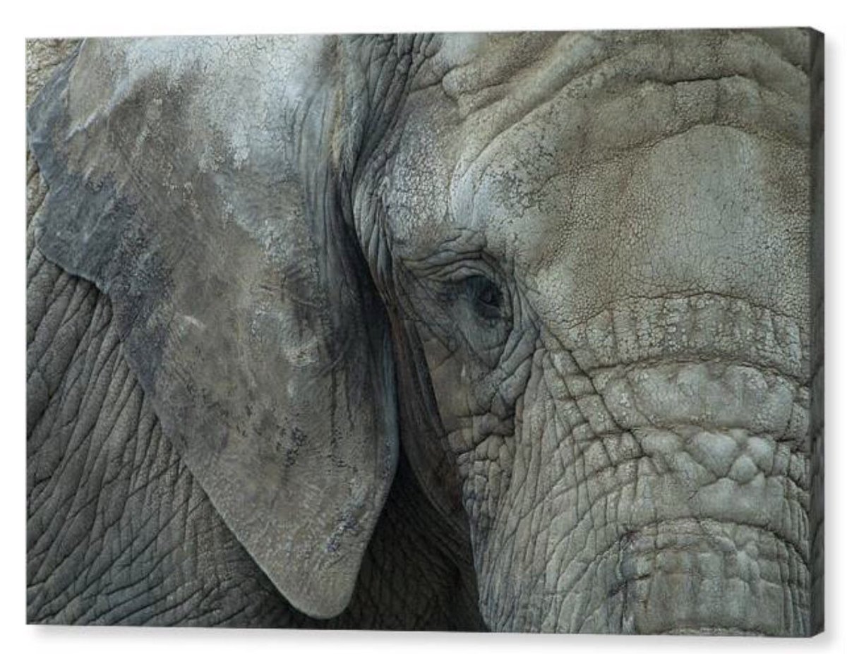 Shonna Hawkins Photography tweet media