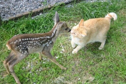 macaroonini 🍉 tweet media