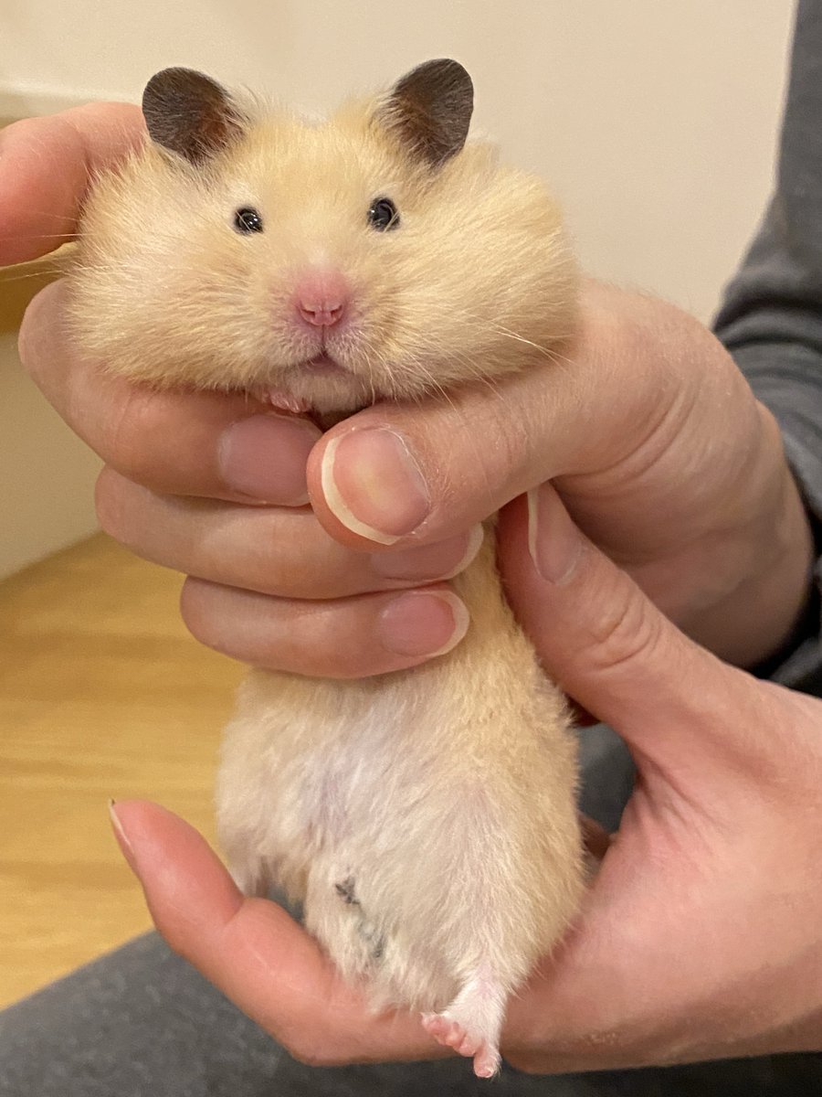 うまハム🐴🐹 tweet media