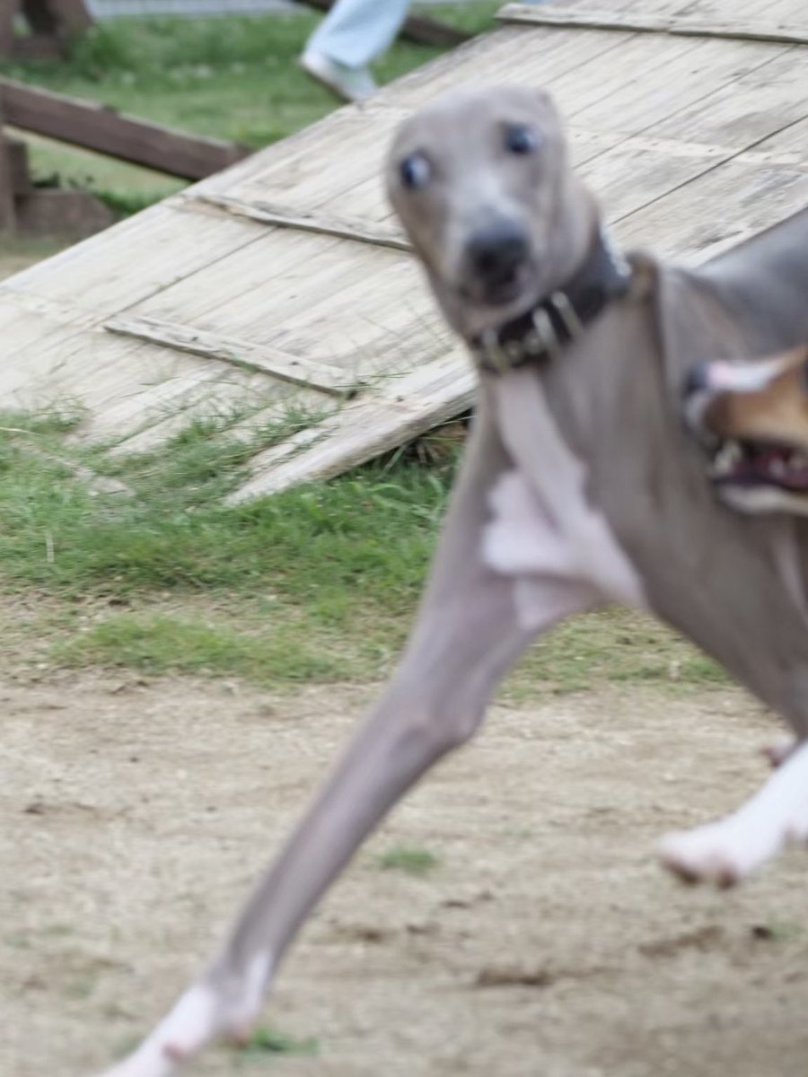 プット tweet media