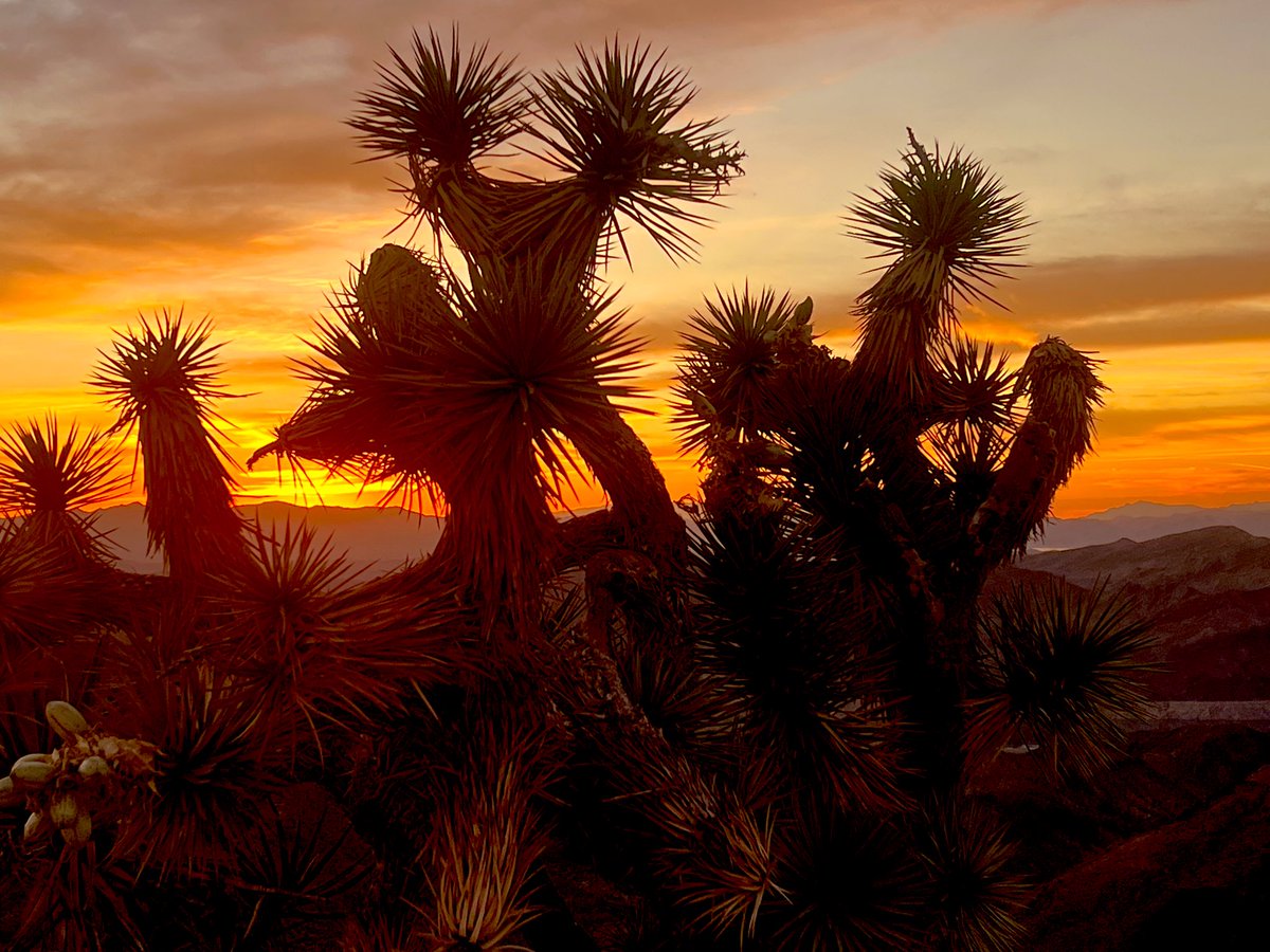 Flawwed1 tweet media