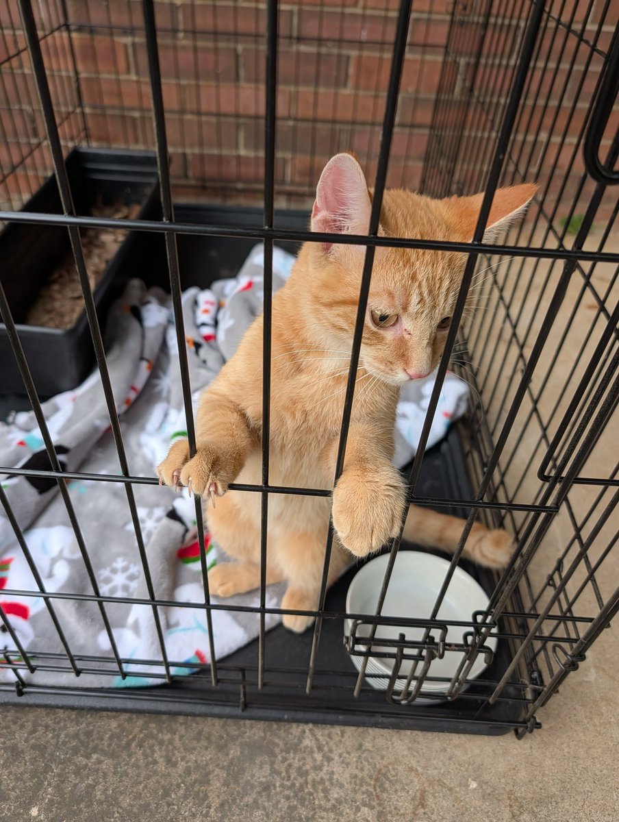 Momma_JJ's tweet photo. Look at this baby! Can't be more than 6 months old and so friendly and loving .. my neighbor has him and we have made sure he has food and water and getting loves .. hoping someone claims him we posted on the neighborhood page .. if no one claims him he will be mine!! #gingerbaby https://t.co/rRy0pmTh7P