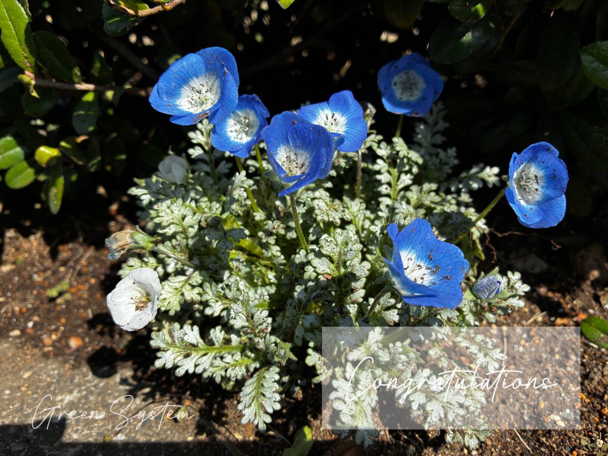 ㈱グリーンシステム【公式】武蔵野市のリフォーム会社 tweet media