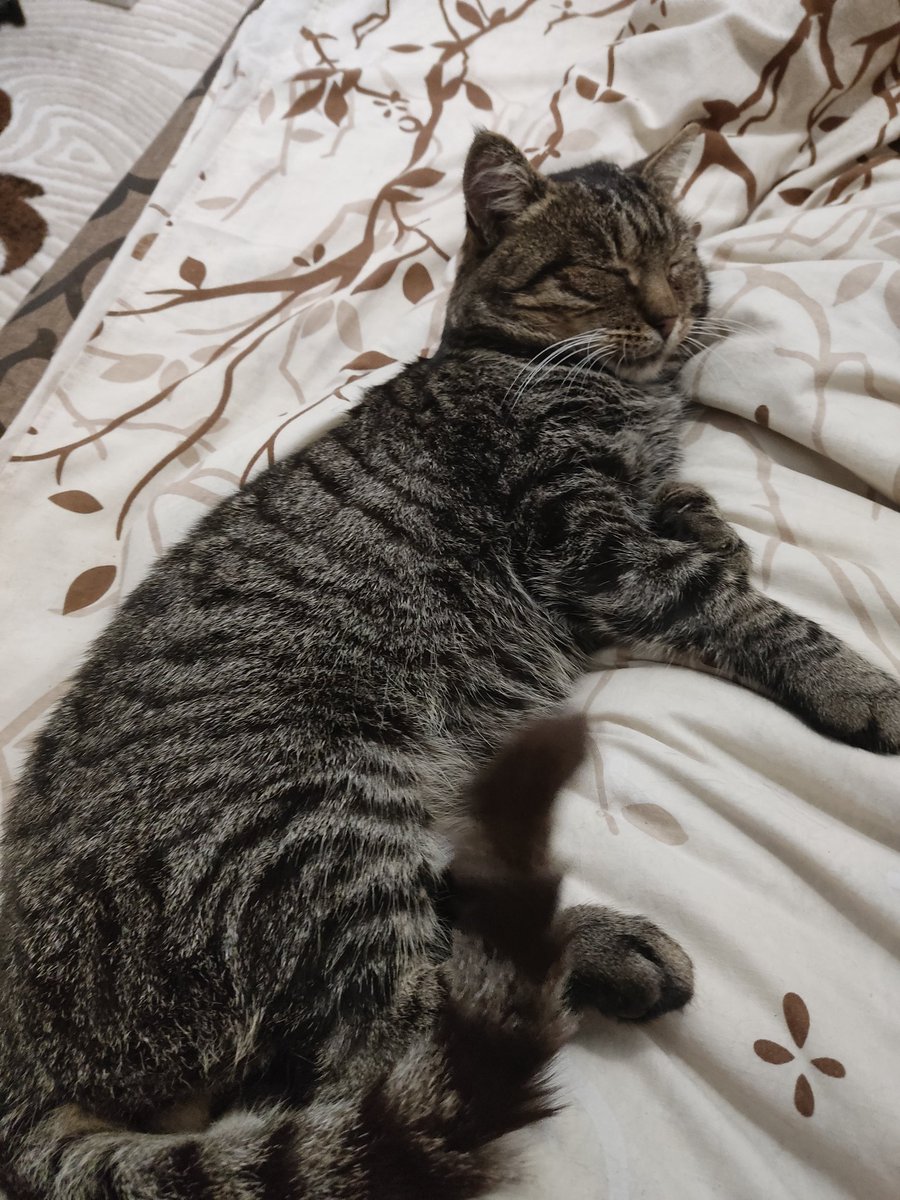 𝘙𝘪𝘤𝘬𝘺 𝘕𝘪𝘯𝘦𝘴💙💛 tweet media