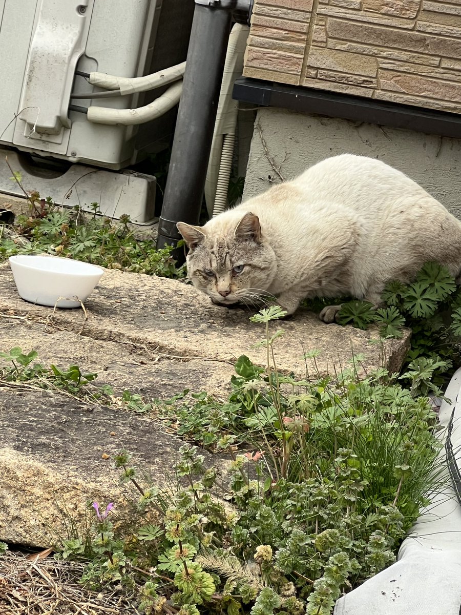 ぐるぐる tweet media