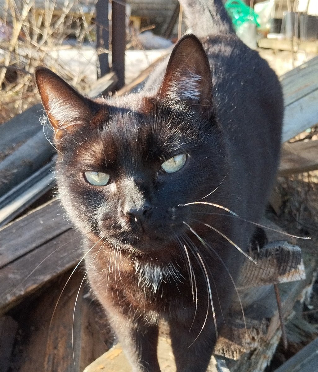 Чай с полынью 🐥 tweet media