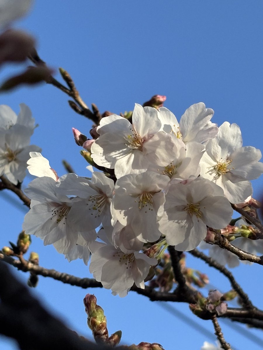 chibapapa's tweet photo. #さくら https://t.co/gHTYuormLr