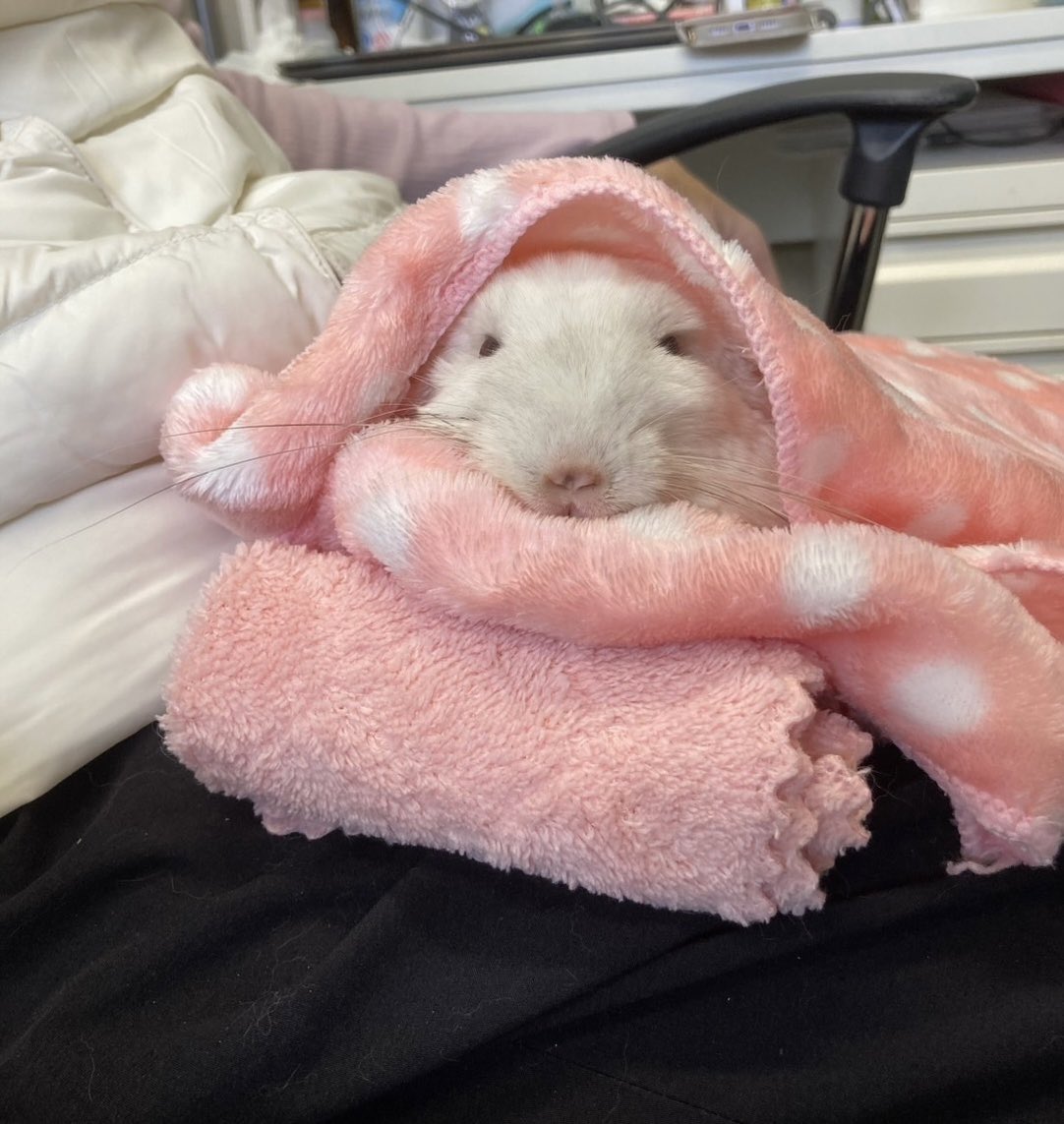 kazuyo 🐭 tweet media