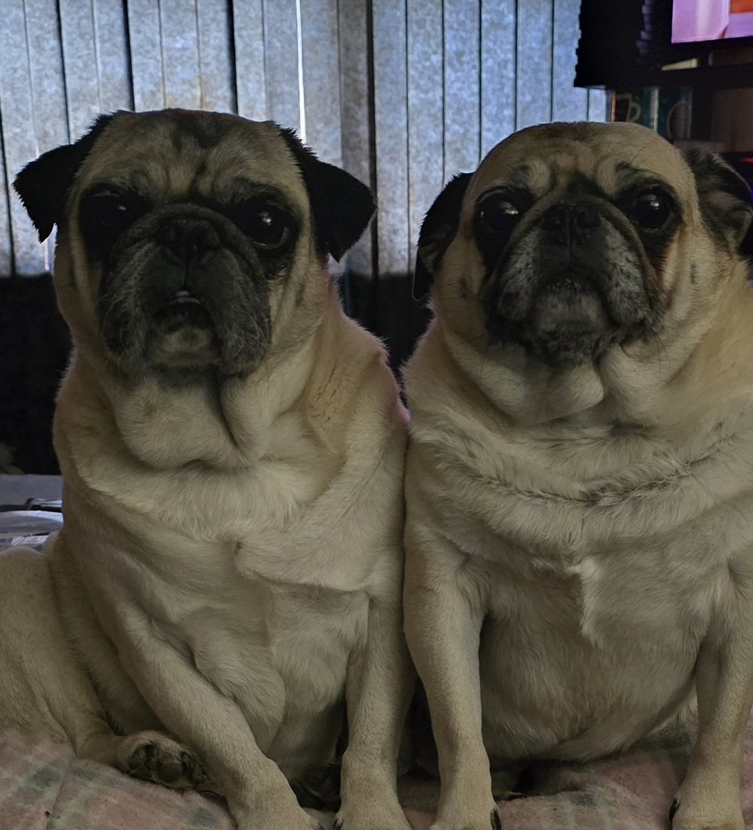 PootsMom's tweet image. Happy 7th Gotcha Day to these monkeys. They are my world. 🌏❤️

#pugs #AdoptDontBuy