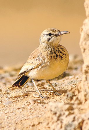 جريدة الرياض tweet media