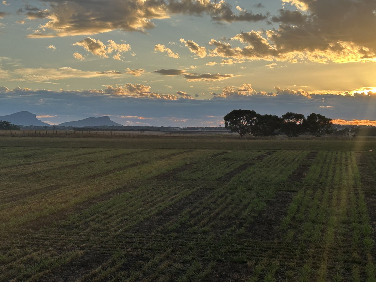 RAGTAU's tweet photo. Richard Prusa inspecting our trial site in Hamilton. Beautiful sunrise with The Grampians in the background. 
RAGT Cocksfoot and Fescue loving recent rain, &amp; with more forecast for tomorrow Autumn around Hamilton is positive 
#ThinkSolutions #thinkRAGT #pasture #RandD #trials https://t.co/ImBKHADY7t