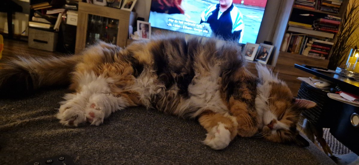hoeggen's tweet photo. God natt fra oss 😴 sweet dreams 🥰 #GoodnightSleepTight https://t.co/iQLYAmJvHv