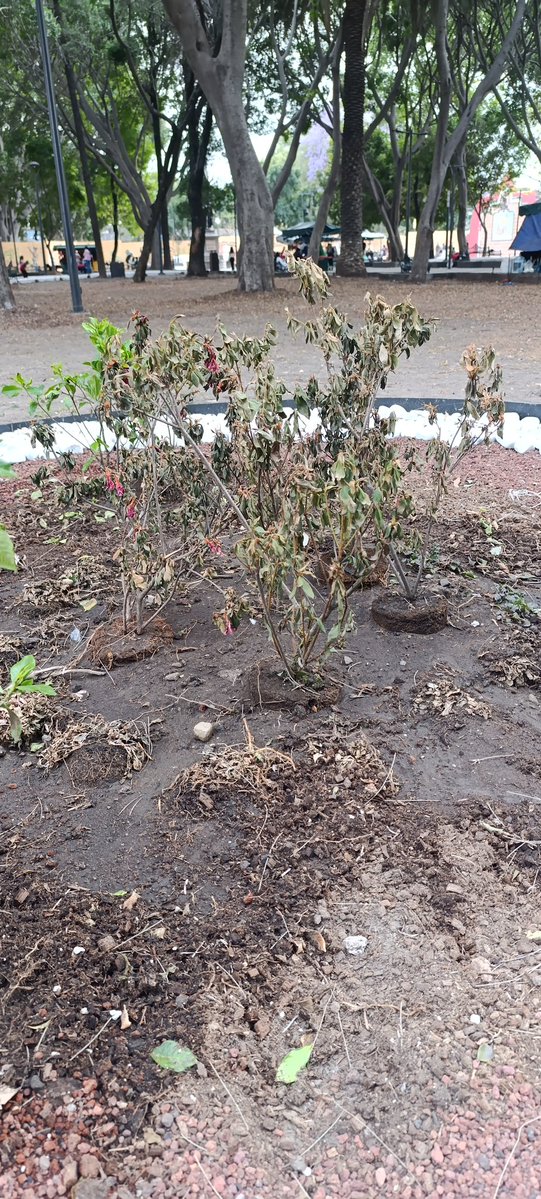 Mona Ortiz 🇵🇸 tweet media