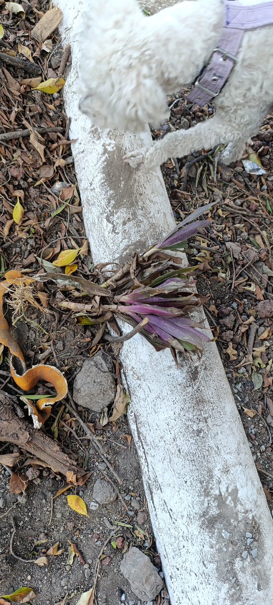 Mona Ortiz 🇵🇸 tweet media