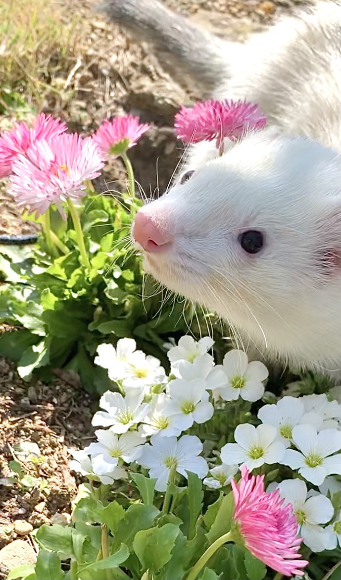 やま家(やまけ) tweet media