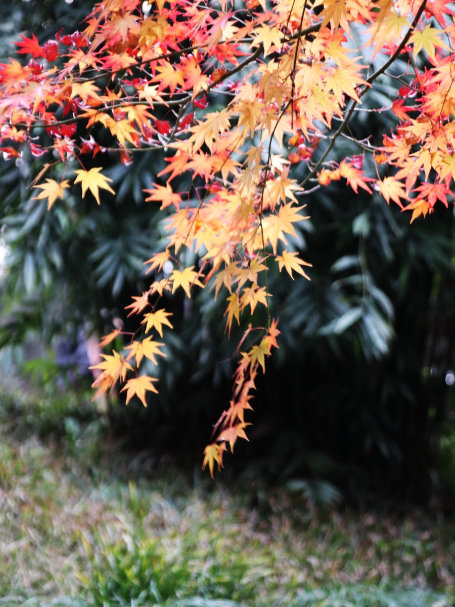 jose hernaiz tweet media