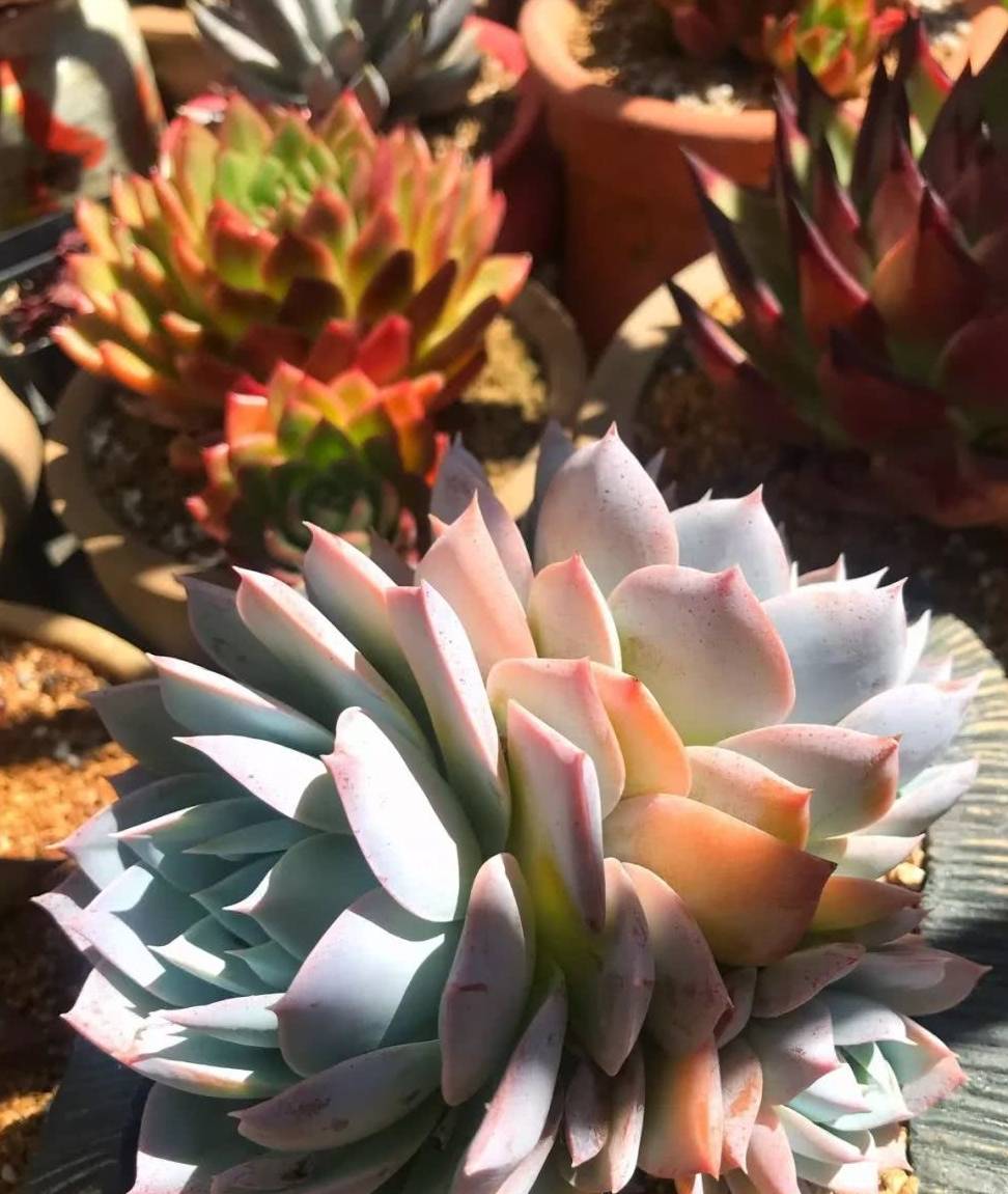 Ted Damayo tweet media