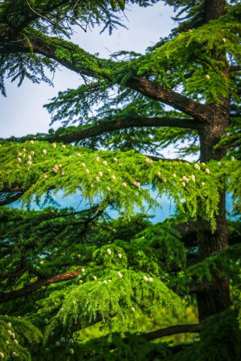 Gaurang Parmar tweet media